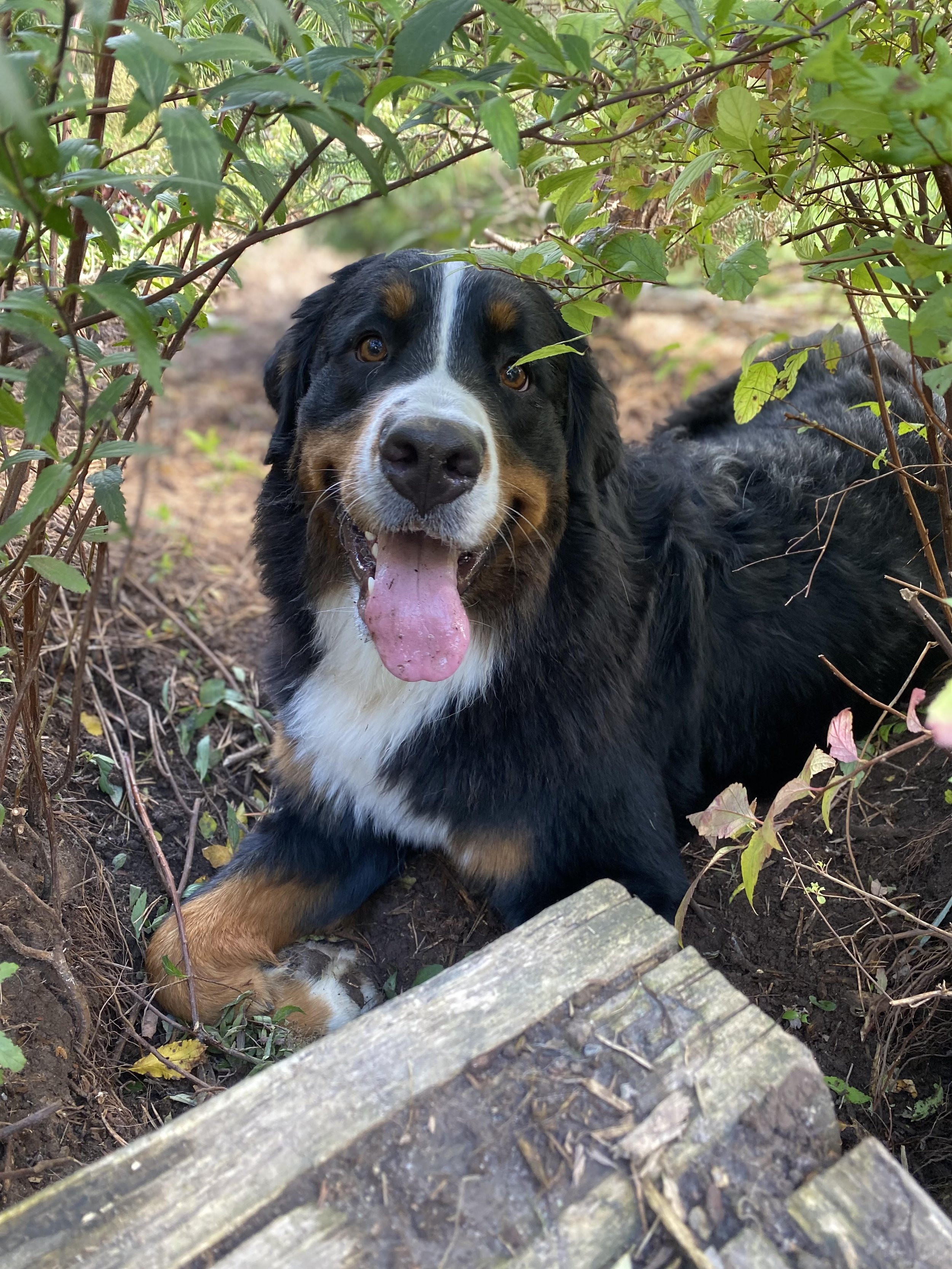 Bernese Mountain Dog named Amelia laying down in a yard with some wood nearby